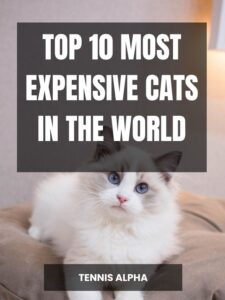 Read more about the article Top 10 most expensive cats in the world