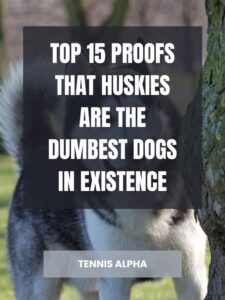 Read more about the article Top 15 proofs that huskies are the dumbest dogs in existence