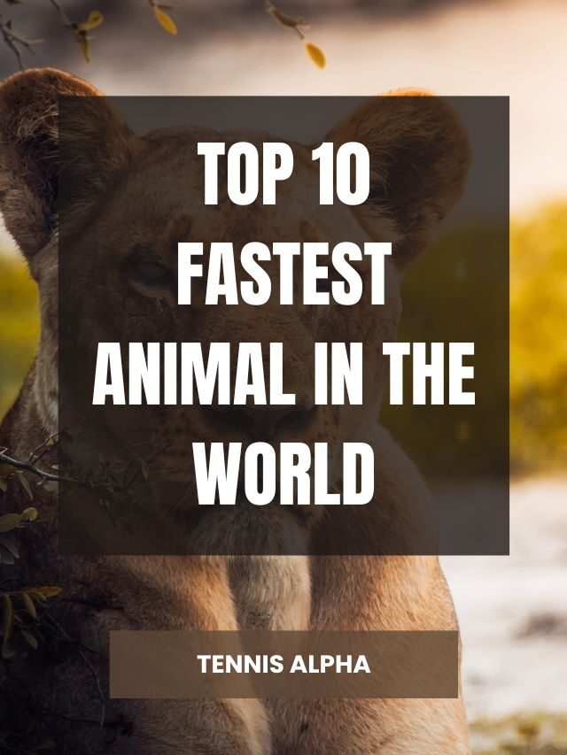 Top 10 Fastest Animal In The World - Tennis Alpha