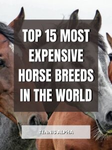 Read more about the article Top 15 Most Expensive Horse Breeds In The World
