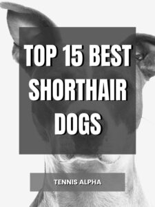 Read more about the article Top 15 Best Short Hair dogs